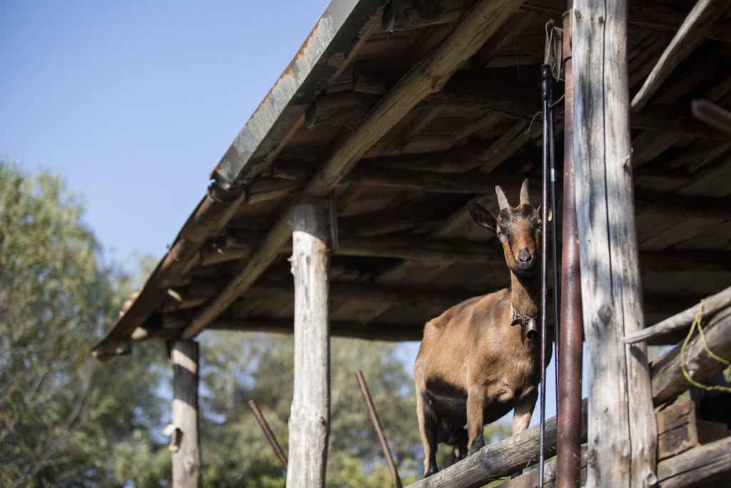 Agriturismo Da Attilio Cannobio Dış mekan fotoğraf