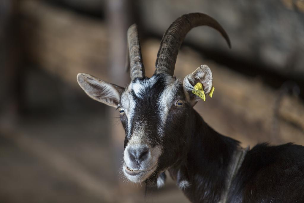 Agriturismo Da Attilio Cannobio Dış mekan fotoğraf