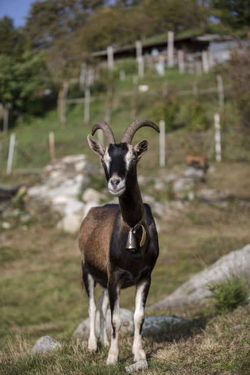 Agriturismo Da Attilio Cannobio Dış mekan fotoğraf