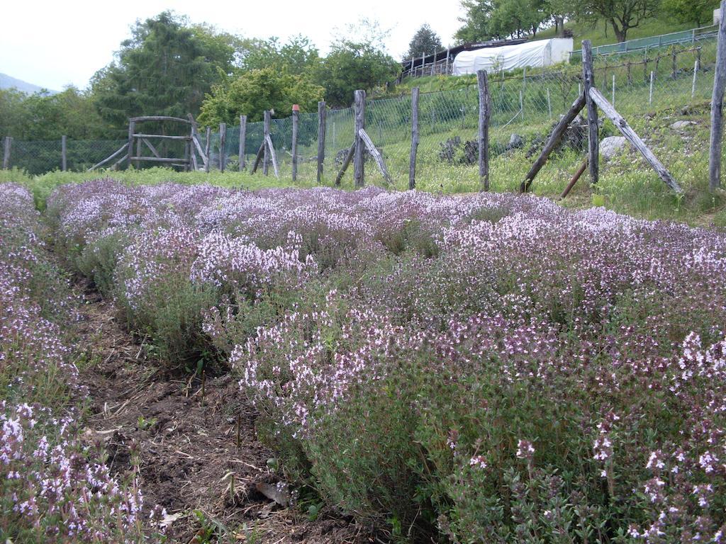 Agriturismo Da Attilio Cannobio Dış mekan fotoğraf